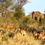 safari